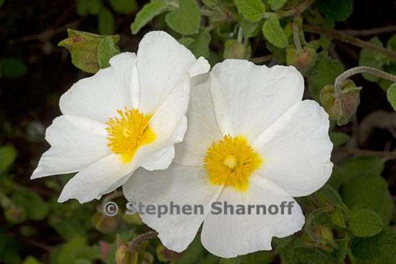 cistus salvifolius 2 graphic